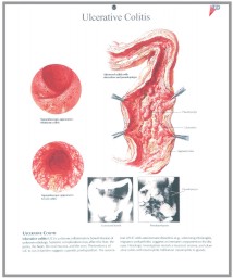 human fetal circulation